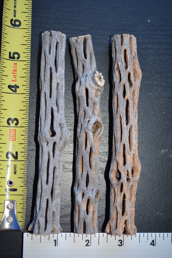 CHOLLA WOOD 3 Cholla Wood 4