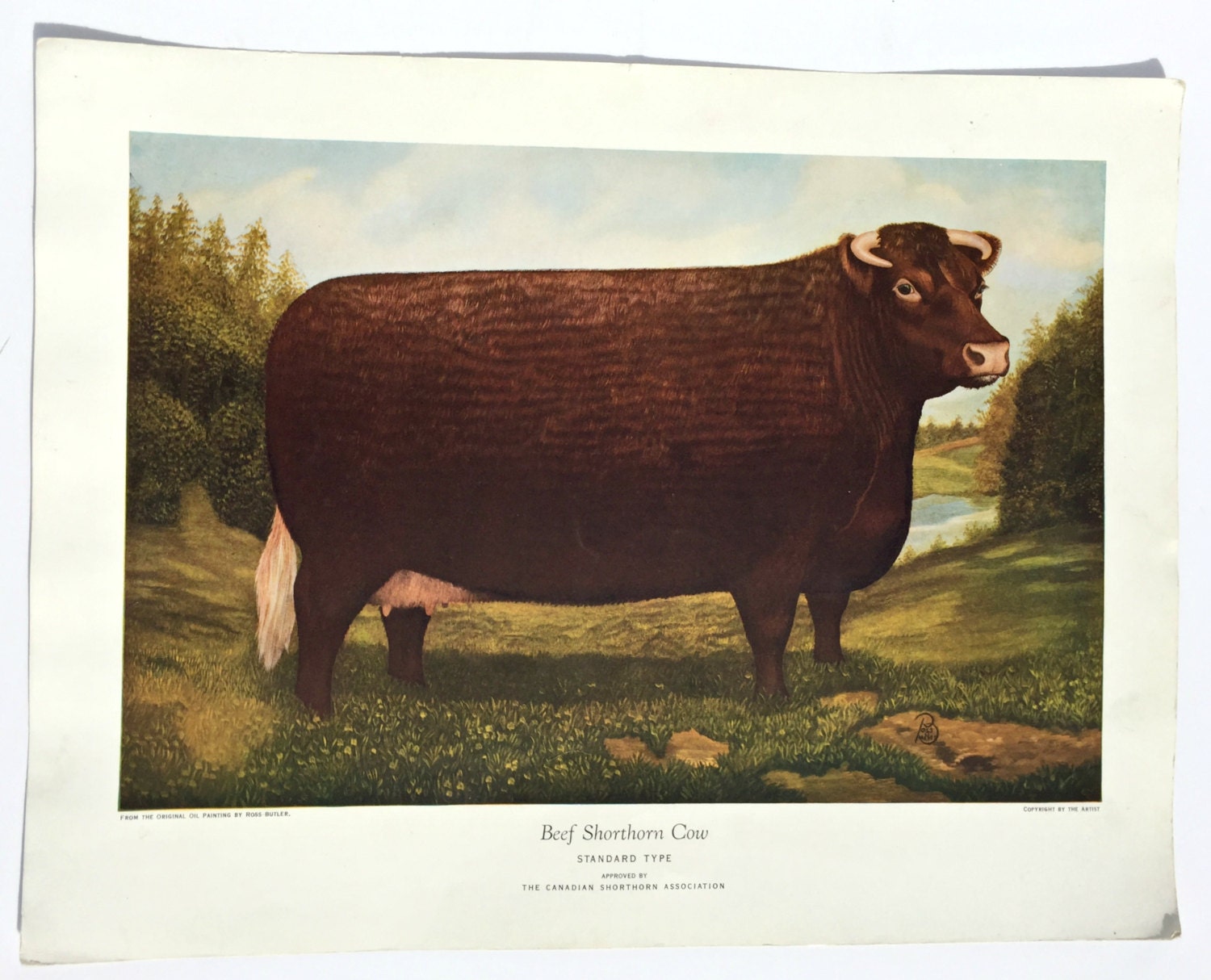 Beef Shorthorn Cow Print by Ross Butler