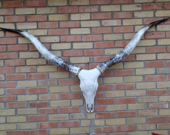 STEER Cow Texas Skull with horns Gigantic Skull 5ft 11 1/2 #A7
