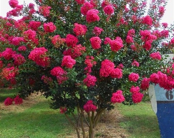 1 Potomac Crape Myrtle Tree 18-20' mature height