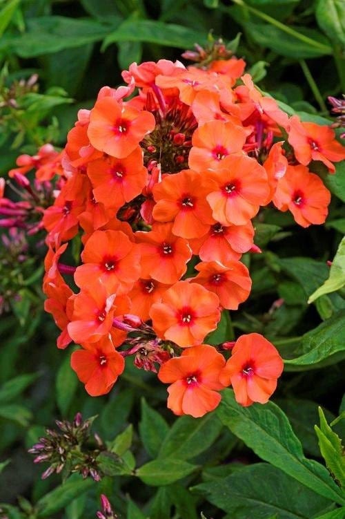 2 Orange Perfection Garden Phlox Root/Plant