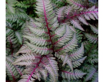 Regal Red Japanese Painted Fern, Athyrium Niponicum, 3 Plants, Perennial, Deciduous, Colorful, Dark Viloet Red, Silver Fronds, High Color,