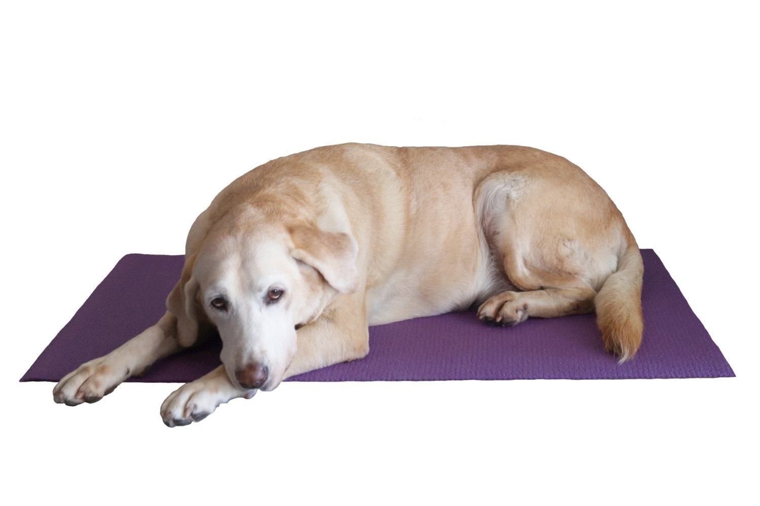 Doga Mat The Yoga Mat for Dogs Purple