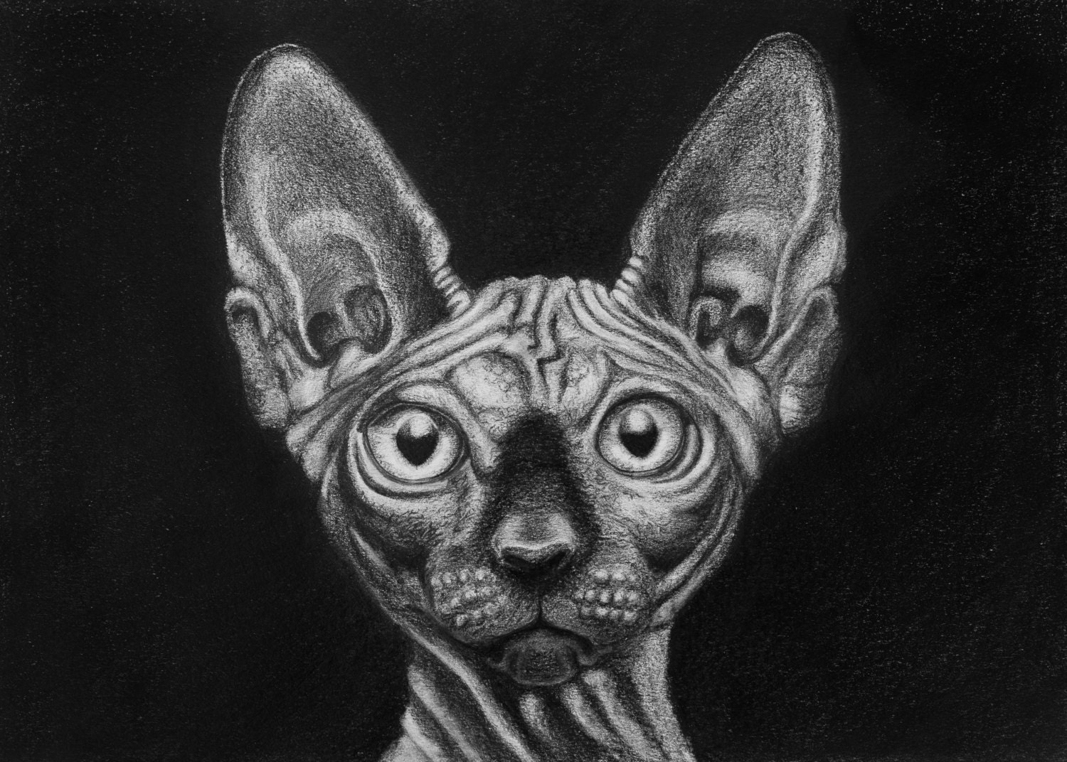 Digital Download/ Sphynx Cat Pencil Drawing Print/ Cat art