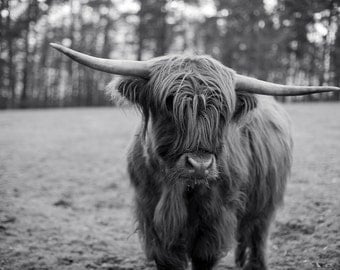 Highland Cattle 5 Fine Art Photography Cow Nature