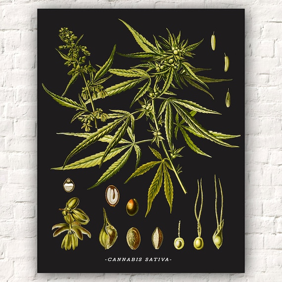  Cannabis  Sativa poster  art print botanical cannabis  print