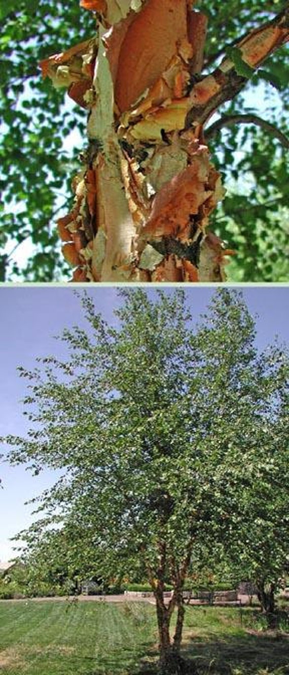 Copper Birch Tree 34 Feet by NorthernRidgeNursery on Etsy
