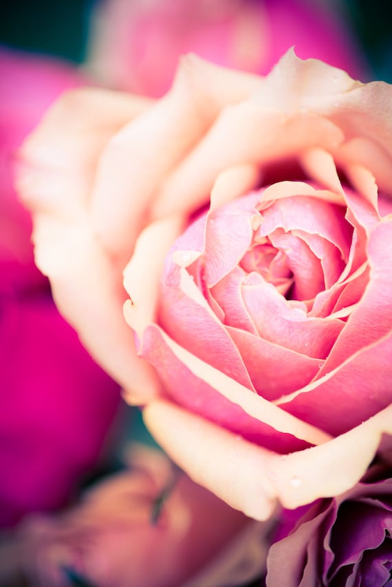 Pink Roses Flower Photography Fine Art Photo Nature Print