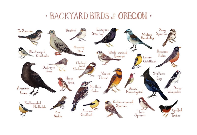 Oregon Backyard Birds Field Guide Art Print / Watercolor