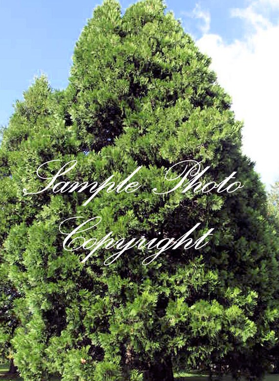 10 Seeds Incense Cedar Tree Evergreen Rugged Bark Great for