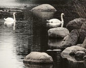 Lake Photograph - Swan Lake - Winter Lake and Rock - Reflections - Rustic Art - Wall Decor - Landscape - Animal + Nature - Nature Photograph Lake Photograph - Swan Lake - Winter Lake and Rock - Reflections - Rustic Art - Wall Decor - Landscape - Animal + Nature - Nature Photograph