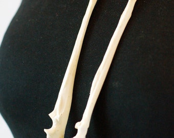NEW Bone jewellery Fox Ulna Bone Earrings