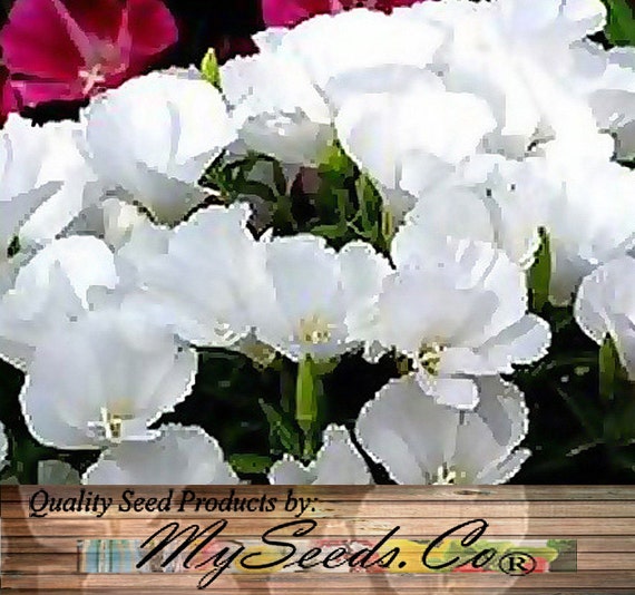 Clarkia GODETIA DWARF WHITE Flower Seeds excellent cut flower