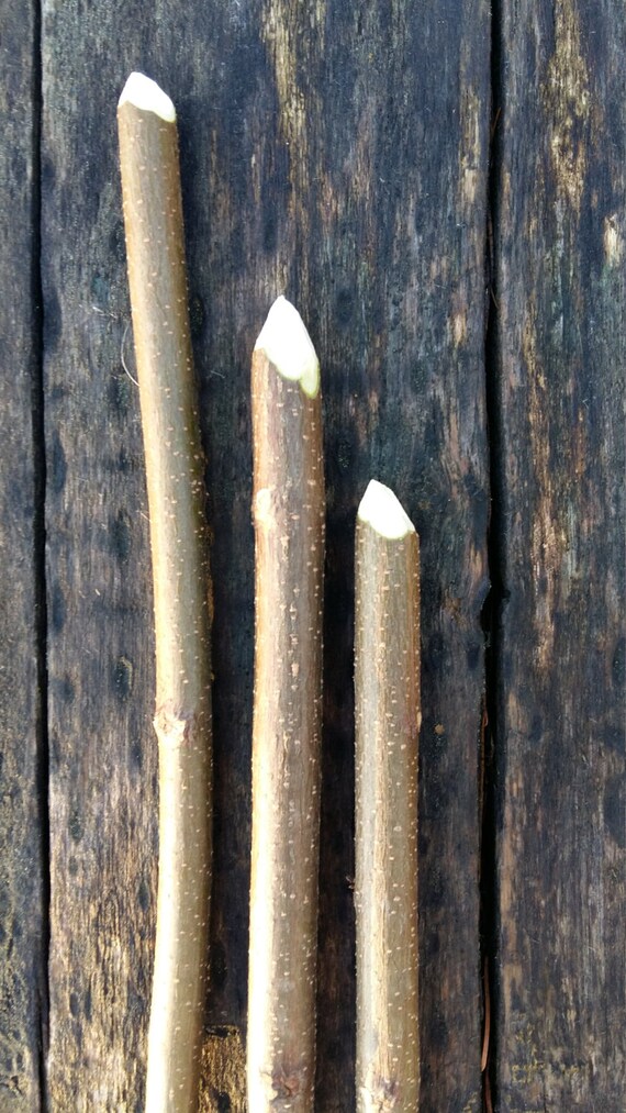 wood wand acacia tree sticks supplies natural thorn by goodieshill