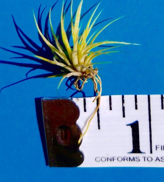 50 Live Mini Air Plants Wholesale Bulk for Sale 1 x by FightShrub