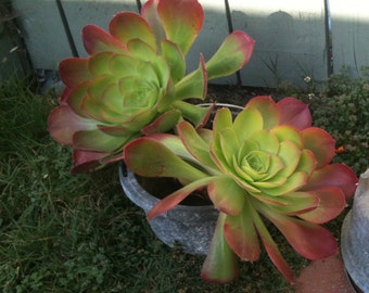 3 Aeonium Succulents Drought Tolerant Plants Grow in Pots or Great Ground Cover Succulent Cuttings