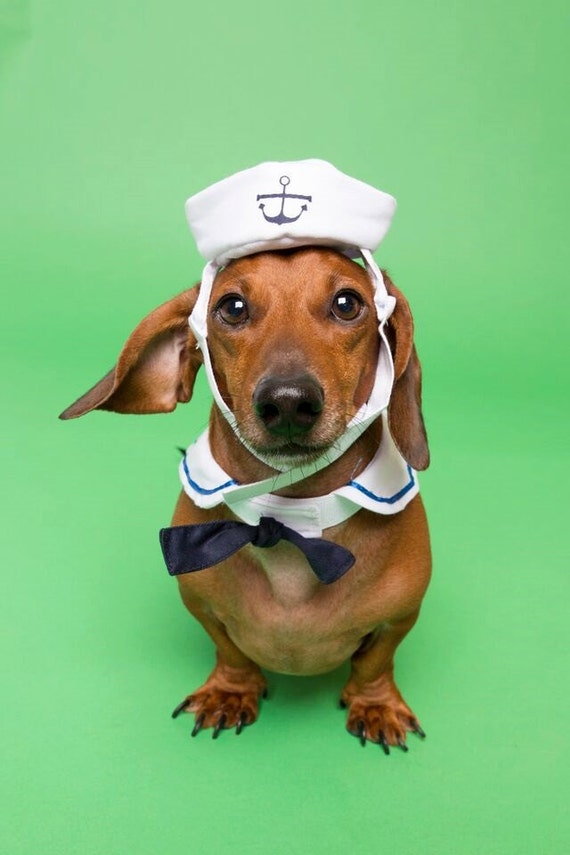 Sailor Dog Costume Dog Sailor Hat and Sailor Collar