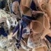 20" Blue, Cream and Gold Shabby Chic Wreath