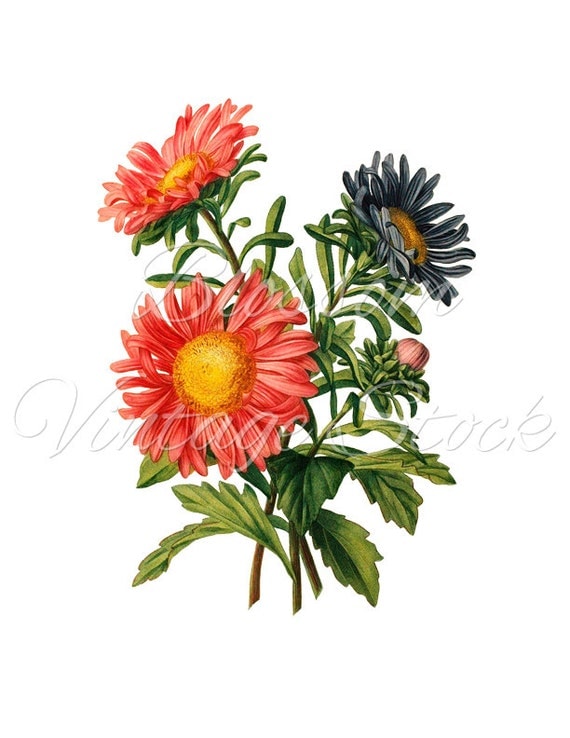 Daisy Clipart VIntage Flowers Clipart Daisy Digital Image