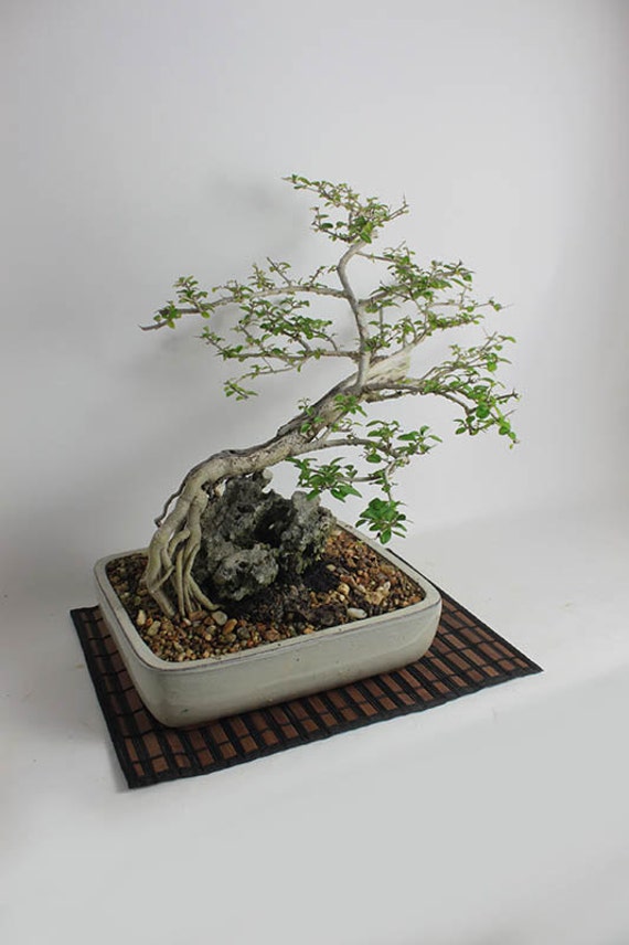 Parrots Beak Bonsai Tree Theatrical collection by LiveBonsaiTree