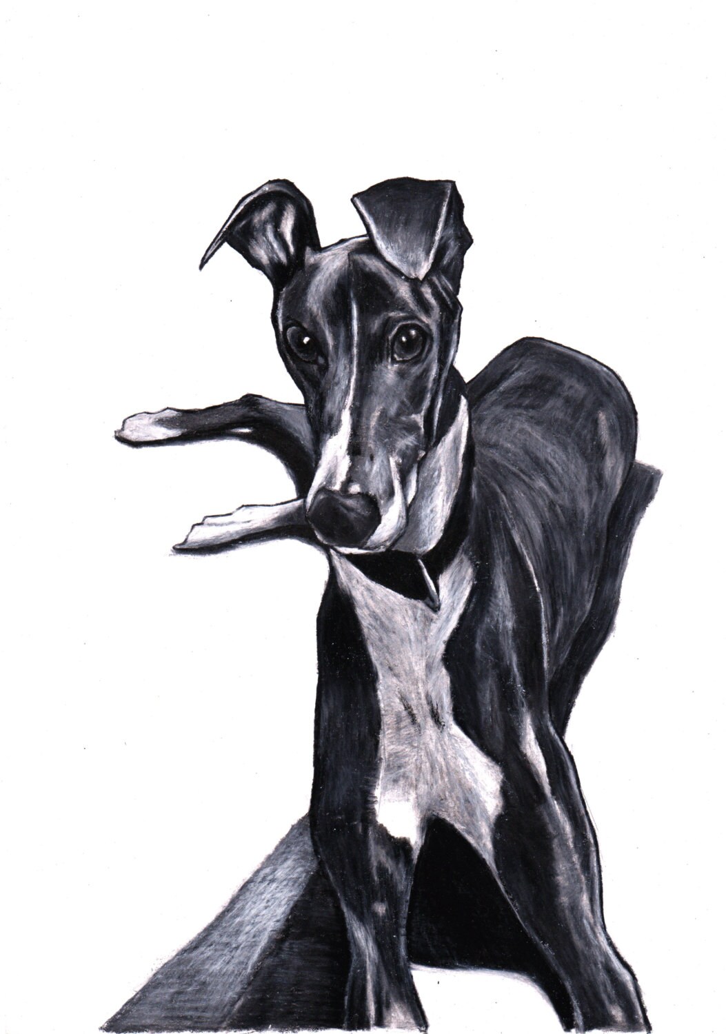 Greyhound print greyhound art from original colour pencil