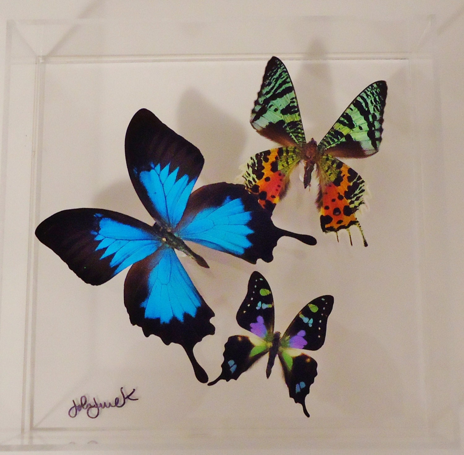 butterfly display framed butterflies mounted butterflies