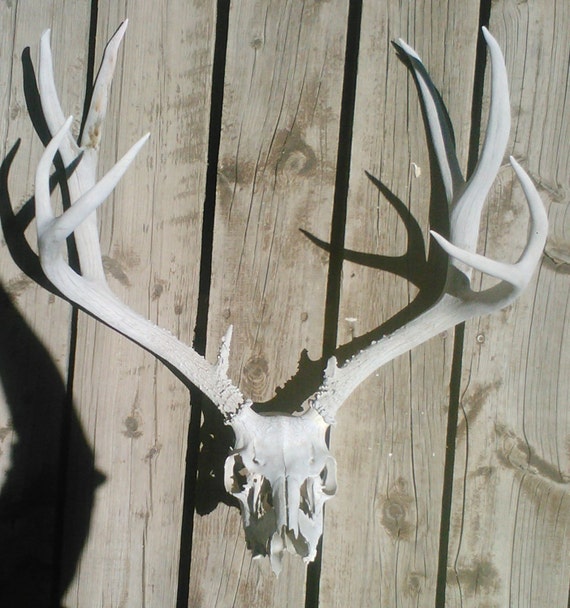 AllNatural 5x5 Mule Deer Rack FOUND by ElkCountryLDhaseleer