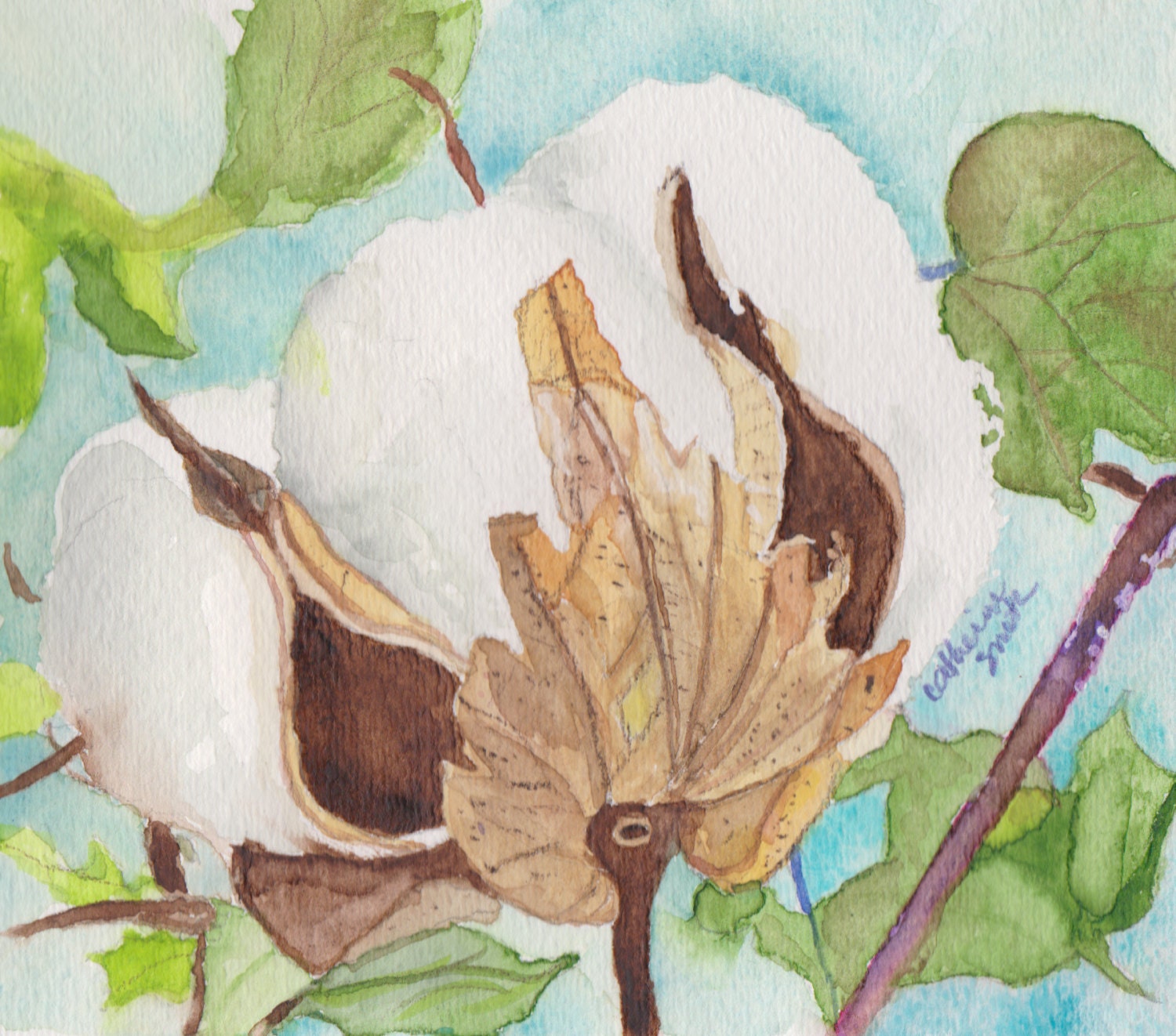 Cotton Boll Art Print Watercolor Painting Original