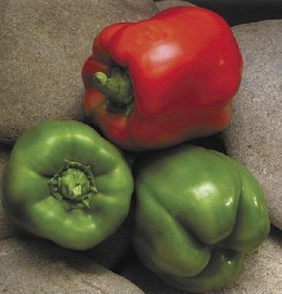 Sweet Pepper Jupiter 25 seeds