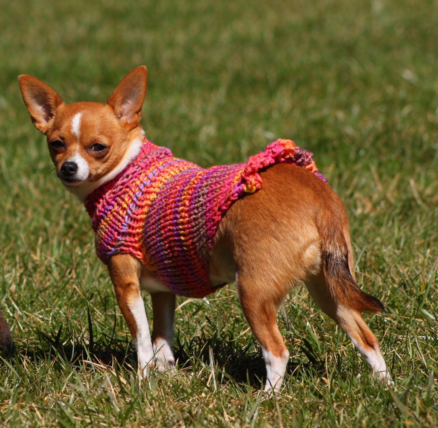 Teeny Tiny Collection Chihuahua sweater Chihuahua clothing