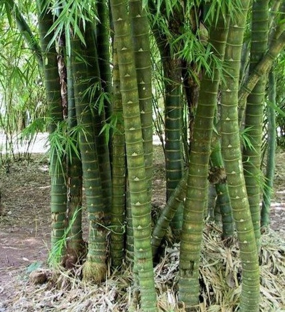 Bambusa tuldoides Punting Pole Bamboo 10 seeds by exoticseedshop