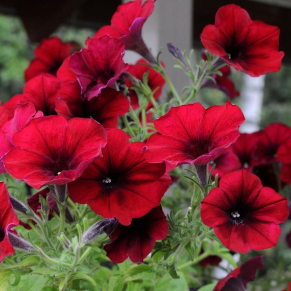100 Dark Red Velour Petunia Rare Flower Seeds Cold by FancyGarden