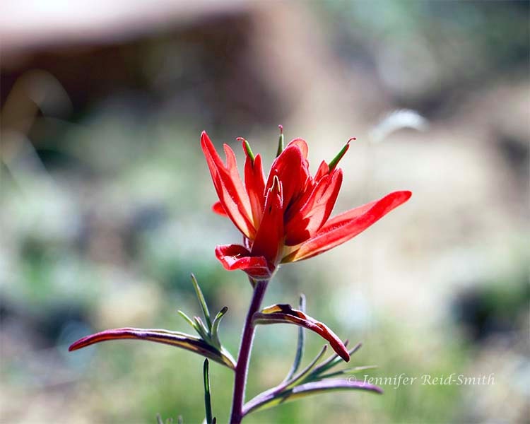 Nature Photography Desert Flower Orange Flower Southwest