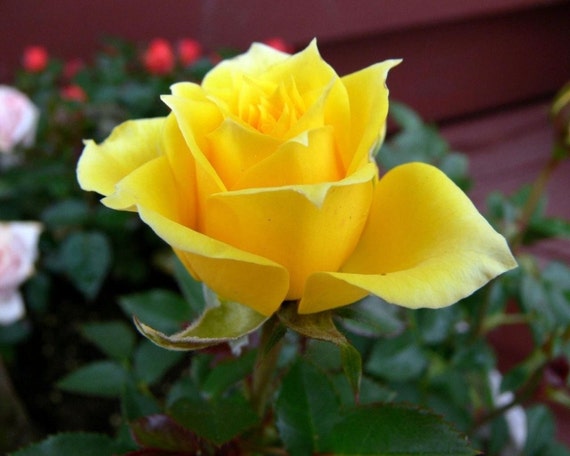 30 Yellow Rose Hybrid Rare Rose Seeds Fresh Exotic Yellow
