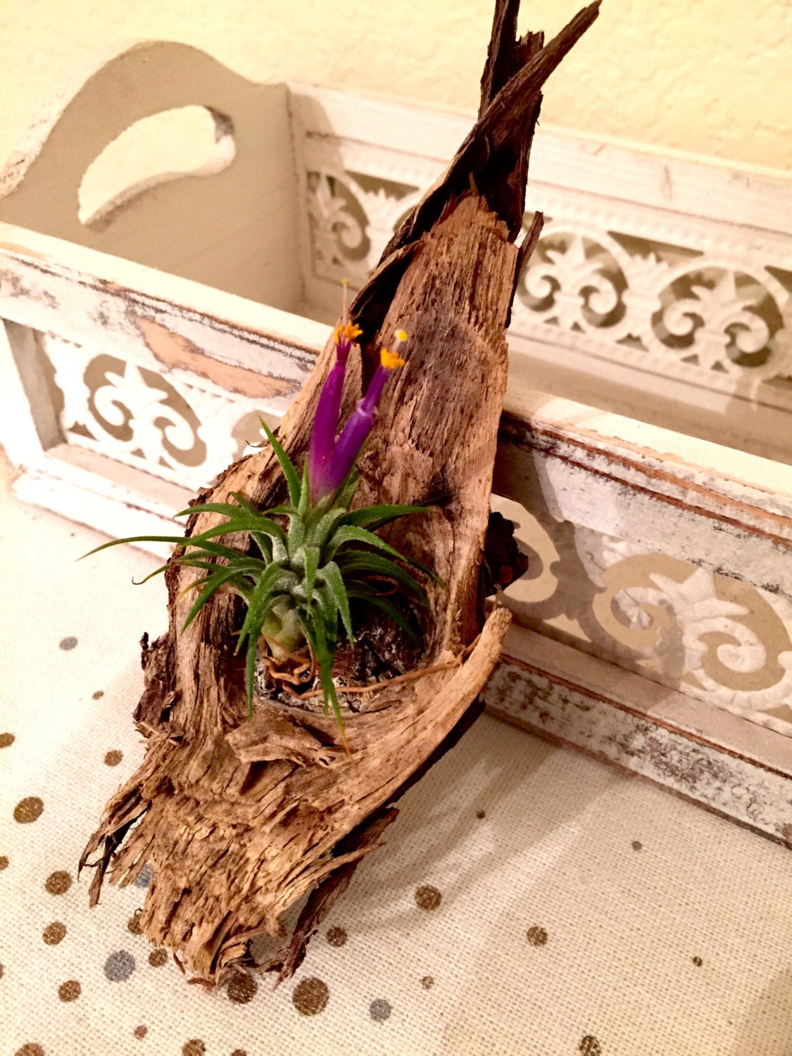 Air Plant Driftwood Art home decor bedroom bathroom