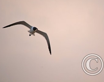Nature Photos Gull Banking Left Photo Print