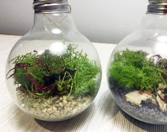 Recycled LIGHT BULB TERRARIUM: real bulb / mini terrarium / hanging planter / reused / upcycled / recycled / plant hanger / unique gift