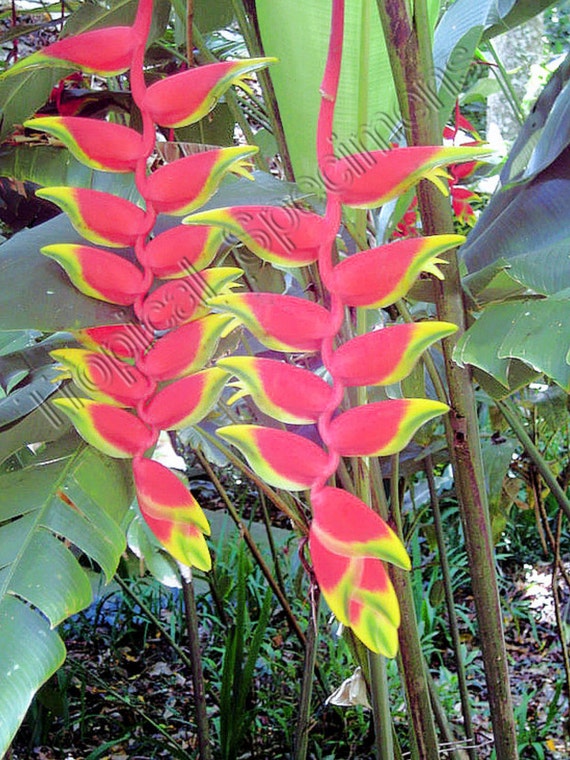 Lobster Claw Heliconia Rostrata AMAZING HANGING PENDULUM