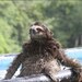 Corina Slothingham