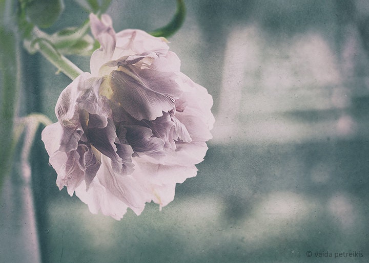 Pastel flower photo Floral wall art fine art photo print