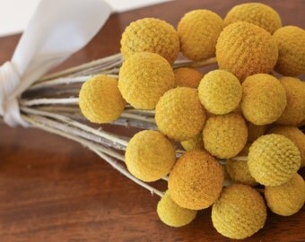 Mini Billy balls, Bunch of dried billy balls, Craspedia, Bunch of craspedia, Billy Buttons, Yellow Dried decor, wedding decor
