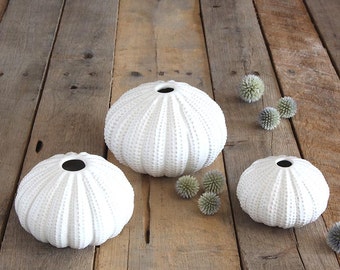 Sea urchin trio, vase trio, 3 bud vases, bud vase, coastal decor, beach, floral supply, floral arrangement, ceramic vase, white vase,