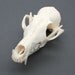 fox skull replica