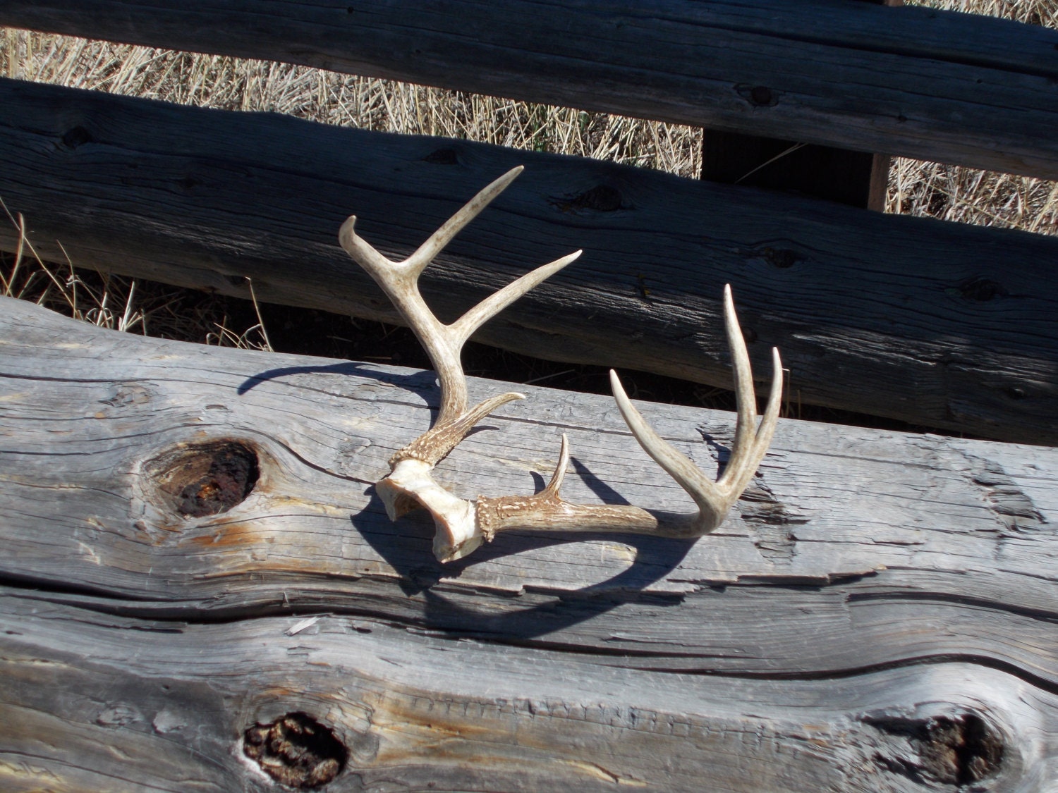 Deer antler rack