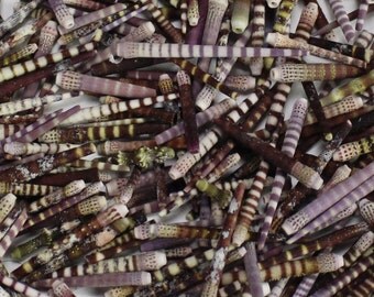 Multipack Tiger Sea Urchin Spines less than 1.25" BY WEIGHT bulk wholesale shell sea life nautical Hawaii seashell