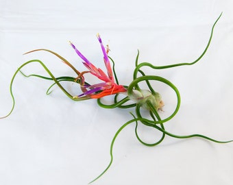 Bulbosa Guatemala Air Plants - 30 Day Air Plant Guarantee - Exotic and Rare tillandsia air plant - Air Plants for Sale - FAST SHIPPING