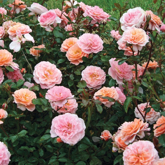 Apricot Drift ® Rose Bush Repeat Blooming by FreshGardenLiving