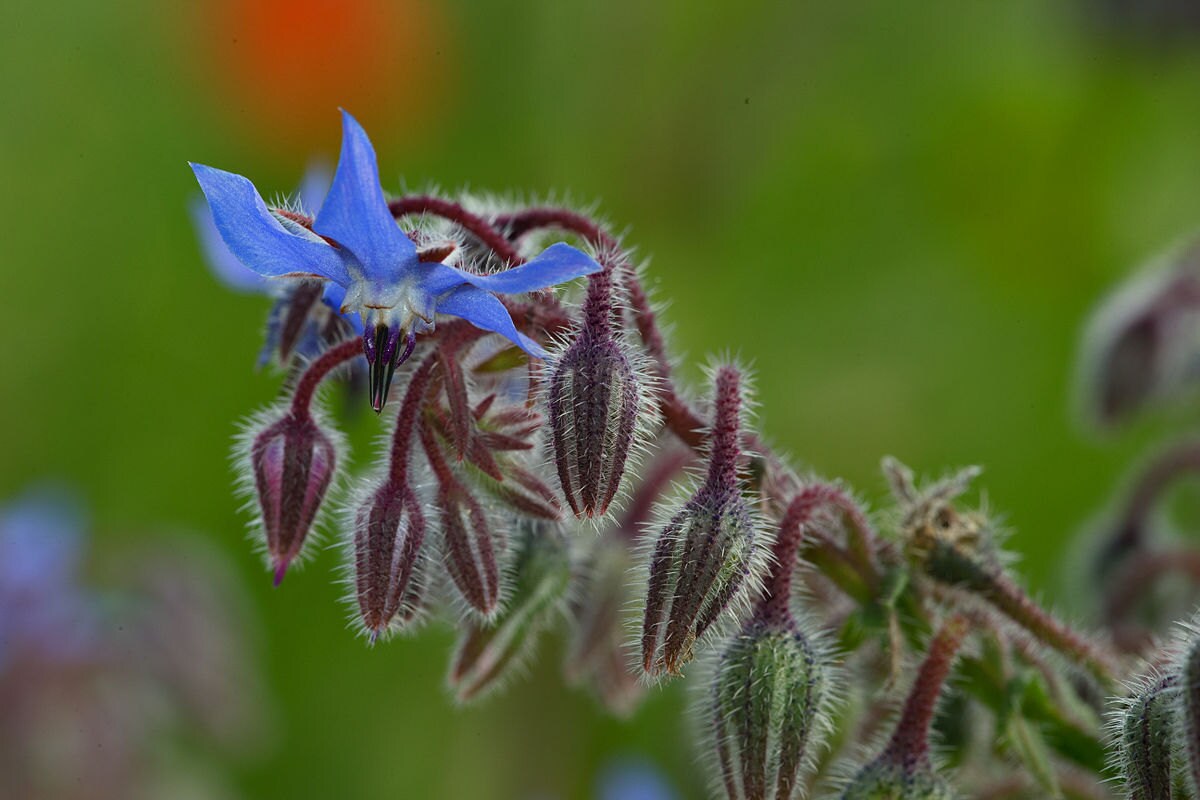Borage, edible flower gardening 40+ seeds from SOMSeeds on Etsy Studio