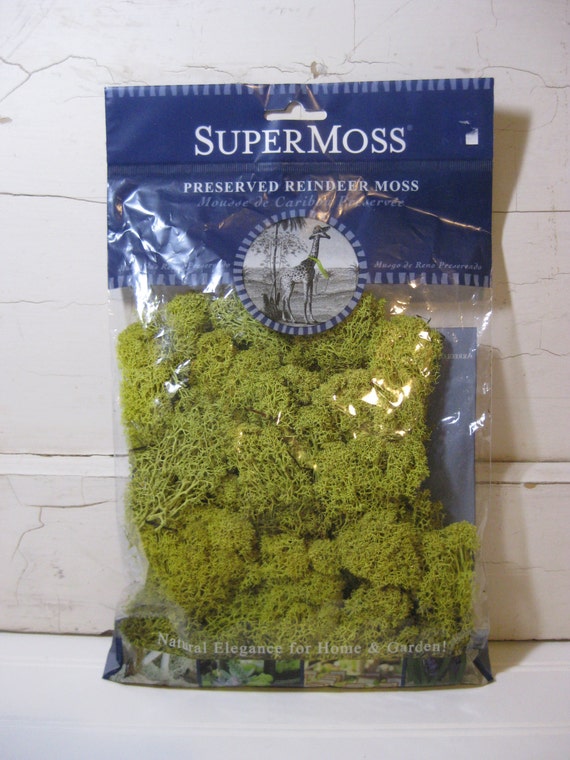 Preserved Reindeer Moss Craft Supply New