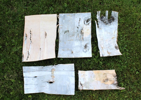 Items similar to Large Birch Bark Sheets/ All Natural Birch Bark Paper ...